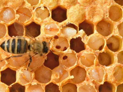 Gestion du varroa